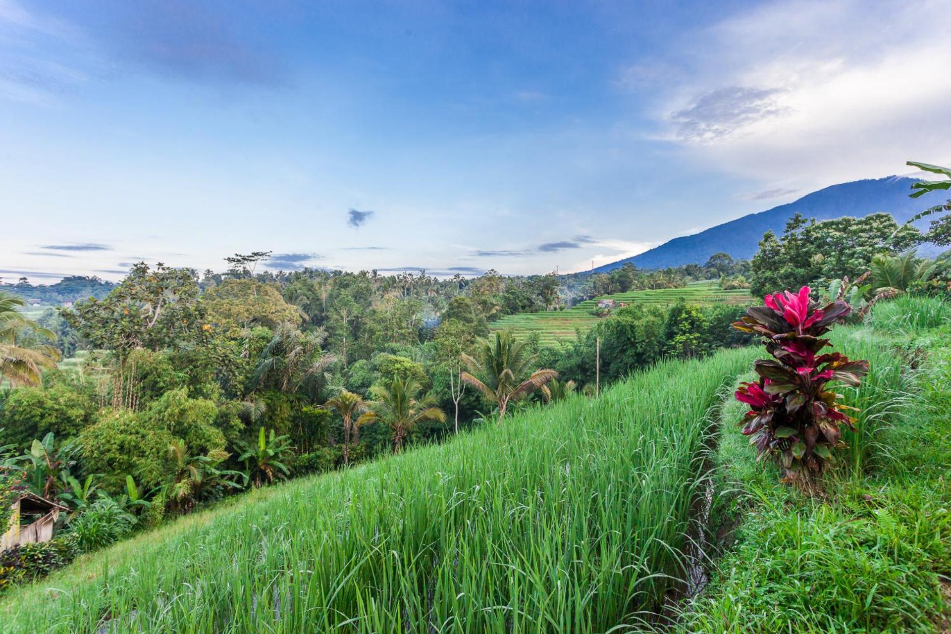 Carik Tangis Boutique Homestay Jatiluwih Luaran gambar